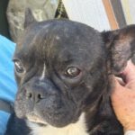 Franz. Bulldogge Mischling Martha, 10/2023, ca. 35 cm