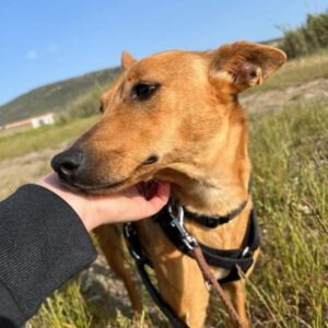 Podenco Mischling Maya, 07/2023, ca. 40 cm