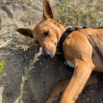 Podenco Mischling Maya, 07/2023, ca. 40 cm