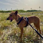 Podenco Mischling Maya, 07/2023, ca. 40 cm