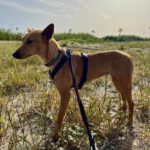 Podenco Mischling Maya, 07/2023, ca. 40 cm