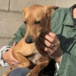 Podenco Mischling Maya, 07/2023, ca. 40 cm