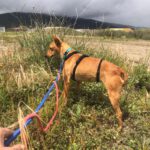 Podenco Mischling Maya, 07/2023, ca. 40 cm