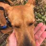 Podenco Mischling Maya, 07/2023, ca. 40 cm