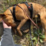 Podenco Mischling Maya, 07/2023, ca. 40 cm