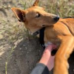 Podenco Mischling Maya, 07/2023, ca. 40 cm
