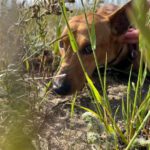 Podenco Mischling Maya, 07/2023, ca. 40 cm