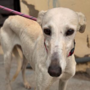 Galgo Megghy, 03/2020, ca. 70 cm