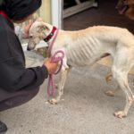 Galgo Megghy, 03/2020, ca. 70 cm