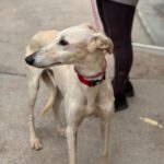 Galgo Megghy, 03/2020, ca. 70 cm