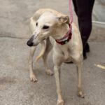Galgo Megghy, 03/2020, ca. 70 cm
