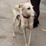 Galgo Megghy, 03/2020, ca. 70 cm