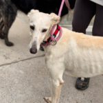 Galgo Megghy, 03/2020, ca. 70 cm