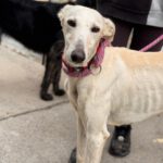 Galgo Megghy, 03/2020, ca. 70 cm