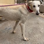 Galgo Megghy, 03/2020, ca. 70 cm