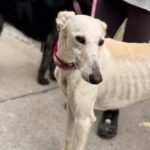 Galgo Megghy, 03/2020, ca. 70 cm