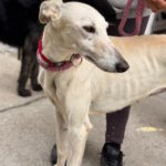 Galgo Megghy, 03/2020, ca. 70 cm