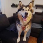Alaskan Malamute Mia, 01/2022, ca. 59 cm, 41540 Dormagen