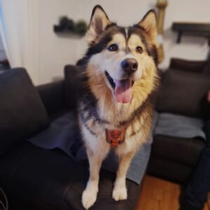 Alaskan Malamute Mia, 01/2022, ca. 59 cm, 41540 Dormagen