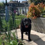 Labrador Mischling Mia, 01/2016, ca. 54 cm,  61352 Bad Homburg