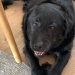 Labrador Mischling Mia, 01/2016, ca. 54 cm,  61352 Bad Homburg