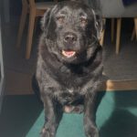 Labrador Mischling Mia, 01/2016, ca. 54 cm,  61352 Bad Homburg