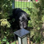 Labrador Mischling Mia, 01/2016, ca. 54 cm,  61352 Bad Homburg