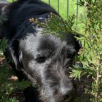 Labrador Mischling Mia, 01/2016, ca. 54 cm,  61352 Bad Homburg
