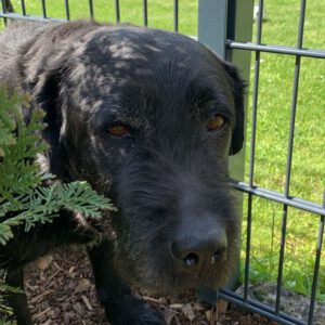 Labrador Mischling Mia, 01/2016, ca. 54 cm, 61352 Bad Homburg
