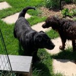 Labrador Mischling Mia, 01/2016, ca. 54 cm,  61352 Bad Homburg