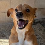 Podenco Miguel, 06/2016, ca. 45 cm