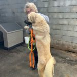 Mastin Mufasa, 12/2021, ca. 70 cm