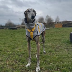 Galgo Nazari de Fatima,10/2019, ca. 65- 70 cm