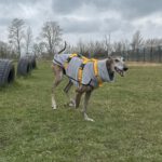 Galgo Nazari de Fatima,10/2019, ca. 65- 70 cm
