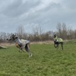 Galgo Nazari de Fatima,10/2019, ca. 65- 70 cm