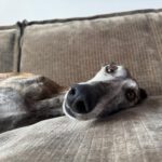 Galgo Nazari de Fatima,10/2019, ca. 65- 70 cm