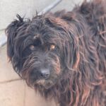 Wasserhund Mischling Nemo, 04/2023, ca.50 cm
