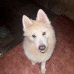Schweizer Schäferhund Samojede Mischling Olaf, 04/2016, ca. 60 cm