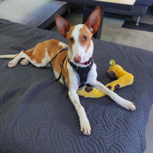 Podenco Lala - Glückliche SALVA Hundehilfe