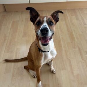 Podenco Boxer Mischling Reina, 10/2016, ca. 45 cm, 61267 Neu-Anspach
