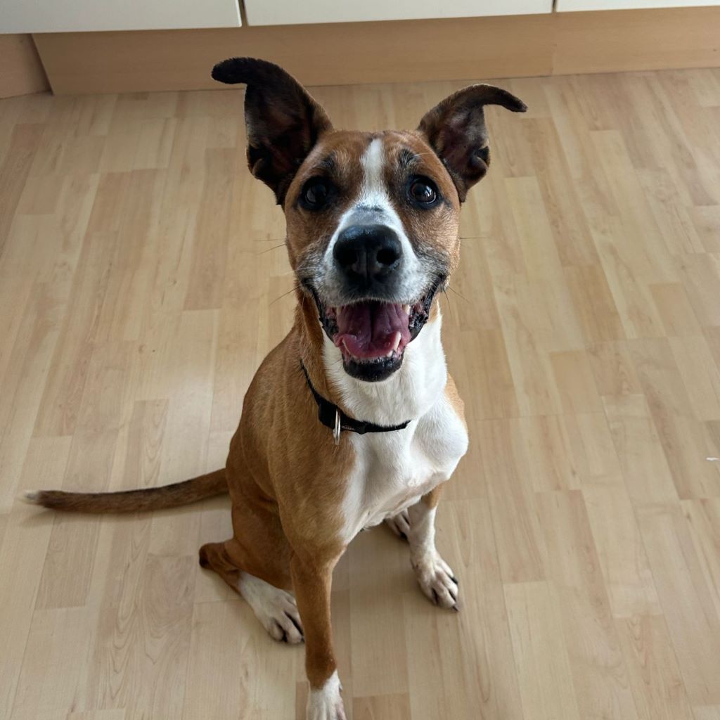 Podenco Boxer Mischling Reina, 10/2016, ca. 45 cm, 61267 Neu-Anspach