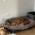 Podenco Boxer Mischling Reina, 10/2016, ca. 45 cm, 61267 Neu-Anspach