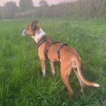 Podenco Boxer Mischling Reina, 10/2016, ca. 45 cm, 61267 Neu-Anspach