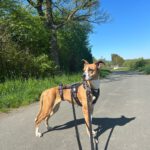 Podenco Boxer Mischling Reina, 10/2016, ca. 45 cm, 61267 Neu-Anspach
