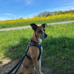 Podenco Boxer Mischling Reina, 10/2016, ca. 45 cm, 61267 Neu-Anspach