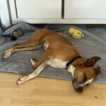 Podenco Boxer Mischling Reina, 10/2016, ca. 45 cm, 61267 Neu-Anspach