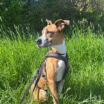 Podenco Boxer Mischling Reina, 10/2016, ca. 45 cm, 61267 Neu-Anspach