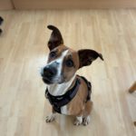 Podenco Boxer Mischling Reina, 10/2016, ca. 45 cm, 61267 Neu-Anspach