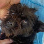 Terrier Mischling Ricky Boo, 12/2024, Endgröße ca. 35- 40 cm