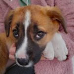 Mischling Rufina-Pixel,12/2024, Endgröße ca. 50-55 cm,16515 Oranienburg